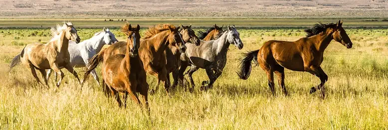 A band of horses running through a pasture